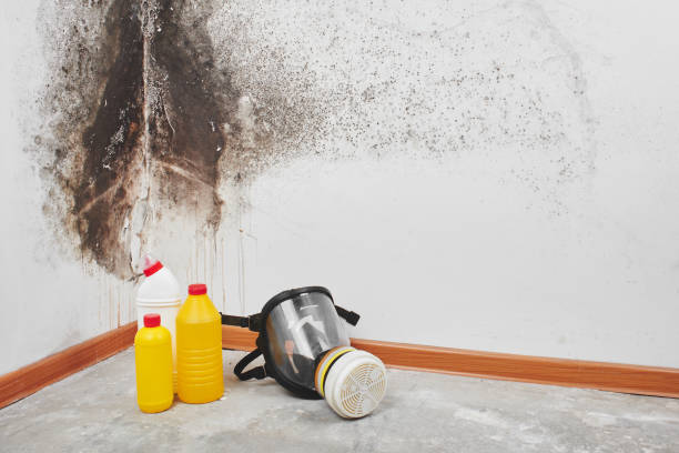 Best Basement Mold Remediation in University Gardens, NY