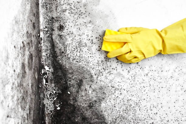 Best Insurance-Related Mold Remediation in University Gardens, NY