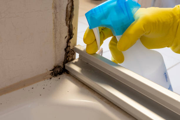 Best Attic Mold Remediation in University Gardens, NY