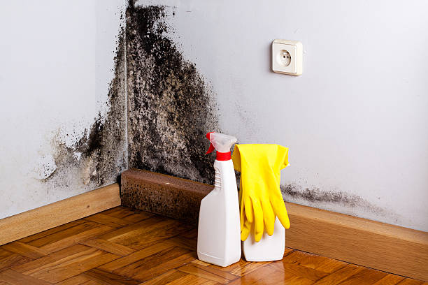 Best Black Mold Remediation in University Gardens, NY